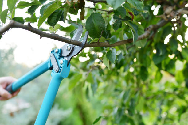 Best Tree Cutting Near Me  in California, MD